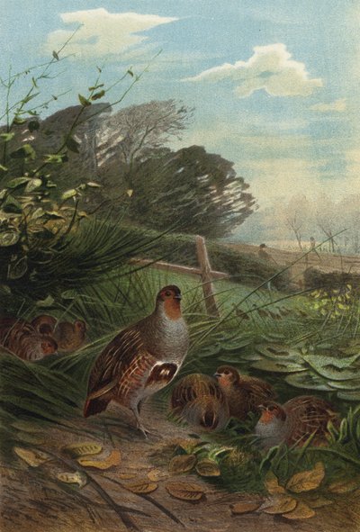 Partridge by European School